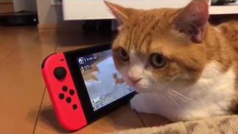  Little Friends: Dogs & Cats - Nintendo Switch : Video Games